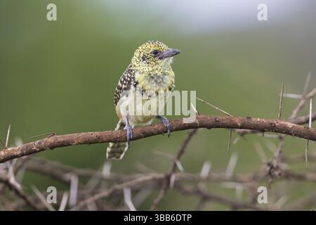 Barbet d'Arnaud (Trachyphonus darnaudii usambiro) perché sur une branche, Serengeti, Tanzanie, Afrique Banque D'Images