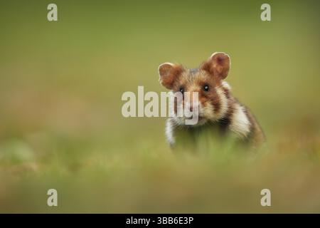 Hamster commun (Cricetus cricetus) buvant sur prairie, Vienne, Autriche, Europe Banque D'Images
