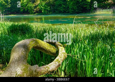 Arbre tombé couché sur la rive d'un lac avec ses branches partiellement submergées dans l'eau. Banque D'Images