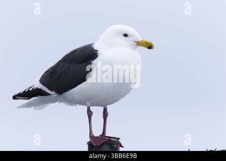 Goéland à dos plat (Larus schistisagus), Hokkaido, Japon, Asie Banque D'Images