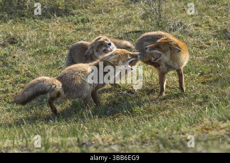 Red Fox (Vulpes vulpes) groupe combattant et jouant dans les prairies, pays-Bas Banque D'Images