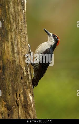 Pic à joues noires (Melanerpes pucherani) mâle grimpant à l'arbre, Costa Rica, Amérique centrale Banque D'Images
