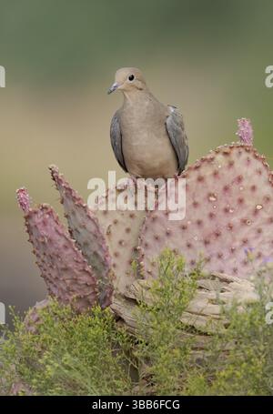 Dove en deuil (Zenaida macroura) perchée sur un cactus, Texas, USA, Amérique du Nord Banque D'Images