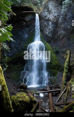 Les chutes Marymere cascades dans une piscine forestière sereine dans le parc national Olympic. Banque D'Images
