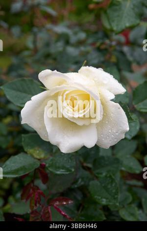 gros plan de rose blanche avec des gouttelettes d'eau dans un fond de jardin flou, belle fleur de floraison prise en flou avec espace de copie Banque D'Images
