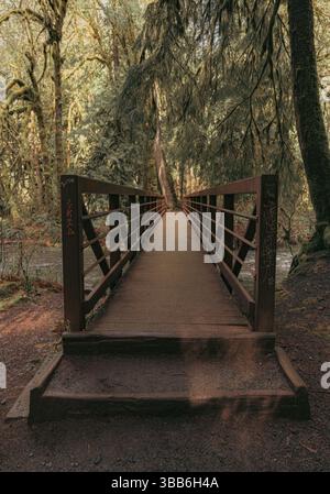 Un étroit pont en bois mène à une forêt luxuriante et moussue, entourée d'arbres imposants et de lumière filtrée. Capturé dans le parc national olympique. Banque D'Images