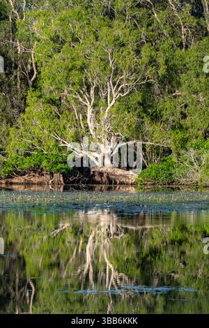 Arbre à écorce de papier reflété dans l'eau à Sweetwater Lagoon, parc national de Lakefield, péninsule de Cape York, Far North Queensland, FNQ, Australie Banque D'Images