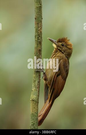 Dendrocincla anabatina (Dendrocincla anabatina) perché sur une branche au Guatemala en Amérique centrale Banque D'Images