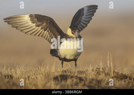 Pomarine Jaeger (Stercorarius pomarinus) sur la toundra du nord de l'Alaska Banque D'Images