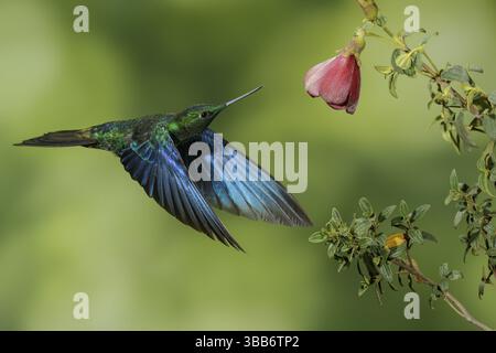 Grand Saphirewing (Pterophanes cyanopterus) volant et se nourrissant à une fleur dans les montagnes de Colombie, Amérique du Sud Banque D'Images