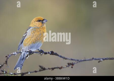 Femelle de pin Grosbeak (Pinicola enucleator) perchée sur une branche, Laponie, Finlande, Europe Banque D'Images