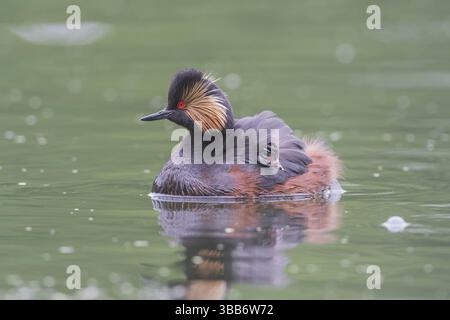 Schwarzhalstaucher (Podiceps nigricollis Grèbe à cou noir) Banque D'Images