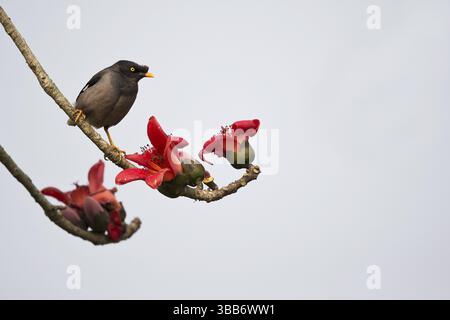 Jungle Myna (Acridotheres fuscus) à la recherche de nectar sur l'arbre de coton de soie en fleurs (Bombax ceiba), Parc National de Kaziranga, Inde, Asie Banque D'Images