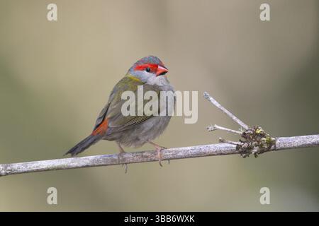 Finlandais à sourcils rouges (Neochmia temporalis) perché sur une branche, Queensland, Australie, Océanie Banque D'Images