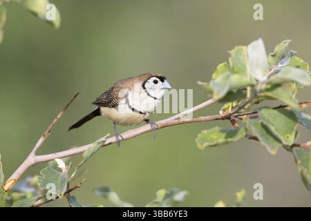 Finlandais à double barreau (Taeniopygia bichenovii), Queensland, Australie, Océanie Banque D'Images