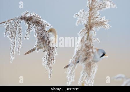 Paire de Reedling barbu (Panurus biarmicus) perchée sur roseau, pays-Bas Banque D'Images