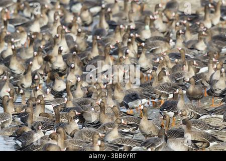 Grande oie à fronts blancs (Anser albifrons) énorme troupeau reposant dans l'eau, Rhénanie du Nord-Westphalie, Allemagne, Europe Banque D'Images