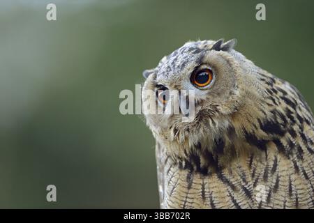 Eurasian Eagle-Owl (Bubo bubo) juvénile, Rhénanie du Nord-Westphalie, Allemagne, Europe Banque D'Images