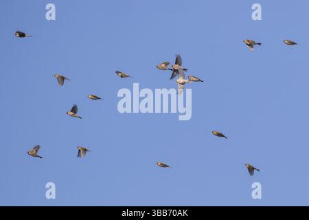 Arctic Redpoll & Common Redpoll (Acanthis hornemanni & Acanthis flammea) groupe en vol, pays-Bas Banque D'Images