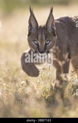 Caracal (Caracal Caracal) portrait de cub en contre-jour, Castille-la Manche, Espagne, Europe Banque D'Images