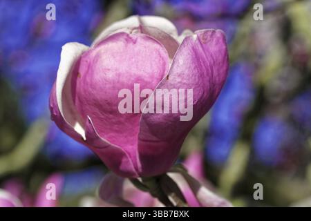 Fleur de magnolia de tulipe (Magnolia x soulangeana), Bade-Wuerttemberg, Allemagne, fleur de magnolia rose vif debout en pleine splendeur contre un Banque D'Images