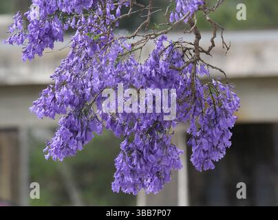 Gros plan de fleurs violettes sur une plante d'arbre jacaranda dans un jardin Banque D'Images