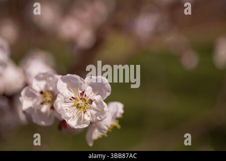 Fleur d'abricot blanc par une journée ensoleillée - macro bourgeons sur les branches d'arbres entièrement ouverts, la lumière douce du soleil les traverse. Mise au point sélective, bokeh, nature Banque D'Images