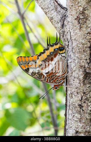 Pacha à deux queues (Charaxes jasius) reposant sur un tronc d'arbre, papillon méditerranéen coloré, Corse, France Banque D'Images