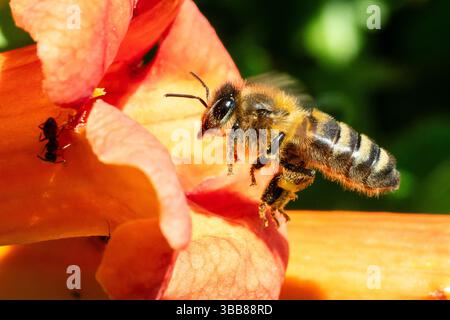 Abeille de l'Ouest (Apis mellifera) en vol avec panier de pollen plein, important pollinisateur de la famille Apidae, Corse, France Banque D'Images
