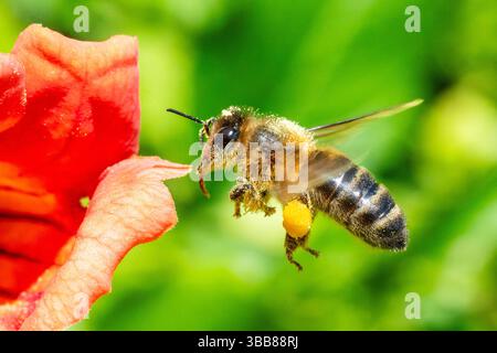 Abeille de l'Ouest (Apis mellifera) en vol avec panier de pollen plein, important pollinisateur de la famille Apidae, Corse, France Banque D'Images