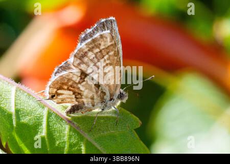 Bronze géranium (Cacyreus marshalli) perché sur feuille verte, papillon envahissant de la famille des Lycaenidae, Corse, France Banque D'Images