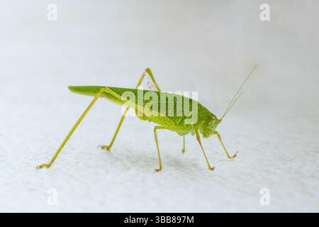 Gros plan d'un grand cricket vert (Tettigonia viridissima) debout sur une surface blanche en Corse, France. Banque D'Images