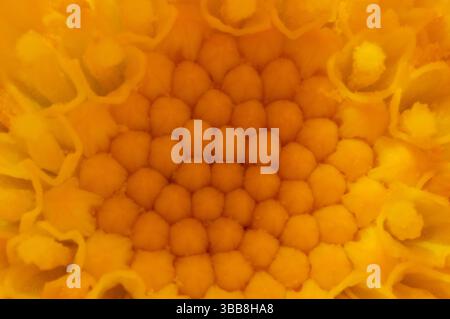 Extrême macro gros plan du centre et des fleurettes d'un tournesol jaune. Banque D'Images