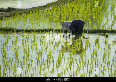 Un ouvrier agricole, protégé par un chapeau et des manches longues, transpose soigneusement des pousses de riz dans un champ inondé. Banque D'Images