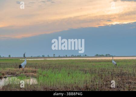 (250515) -- QIQIHAR, 15 mai 2025 (Xinhua) -- Une famille de grues à couronne rouge est vue dans la réserve naturelle nationale de Zhalong à Qiqihar, dans la province du Heilongjiang, au nord-est de la Chine, le 14 mai 2025. Les grues à couronne rouge élevées en captivité dans la réserve naturelle nationale de Zhalong à Qiqihar sont récemment entrées dans leur saison de reproduction, avec de nombreux couples de grues accueillant de nouveaux descendants. Avec une superficie totale de 2 100 kilomètres carrés, la réserve est surnommée « la maison des grues à couronnes rouges » en Chine, et sert de plus grand habitat de grues à couronnes rouges au monde et de plus grande base de remblayage de grues à couronnes rouges élevées en captivité. (Photo de Wang y Banque D'Images