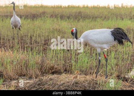 (250515) -- QIQIHAR, 15 mai 2025 (Xinhua) -- Une famille de grues à couronne rouge est vue dans la réserve naturelle nationale de Zhalong à Qiqihar, dans la province du Heilongjiang, au nord-est de la Chine, le 14 mai 2025. Les grues à couronne rouge élevées en captivité dans la réserve naturelle nationale de Zhalong à Qiqihar sont récemment entrées dans leur saison de reproduction, avec de nombreux couples de grues accueillant de nouveaux descendants. Avec une superficie totale de 2 100 kilomètres carrés, la réserve est surnommée « la maison des grues à couronnes rouges » en Chine, et sert de plus grand habitat de grues à couronnes rouges au monde et de plus grande base de remblayage de grues à couronnes rouges élevées en captivité. (Photo de Wang y Banque D'Images