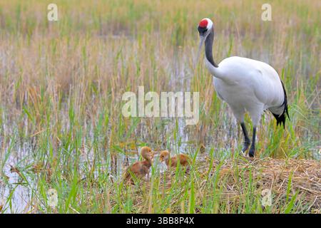 (250515) -- QIQIHAR, 15 mai 2025 (Xinhua) -- les poussins de grue à couronne rouge s'amusent à côté d'un oiseau adulte dans la réserve naturelle nationale de Zhalong à Qiqihar, dans la province du Heilongjiang, au nord-est de la Chine, le 14 mai 2025. Les grues à couronne rouge élevées en captivité dans la réserve naturelle nationale de Zhalong à Qiqihar sont récemment entrées dans leur saison de reproduction, avec de nombreux couples de grues accueillant de nouveaux descendants. Avec une superficie totale de 2 100 kilomètres carrés, la réserve est surnommée « la maison des grues à couronne rouge » en Chine, et sert de plus grand habitat de grues à couronne rouge au monde et de plus grand réabattage de grues à couronne rouge élevées en captivité Banque D'Images