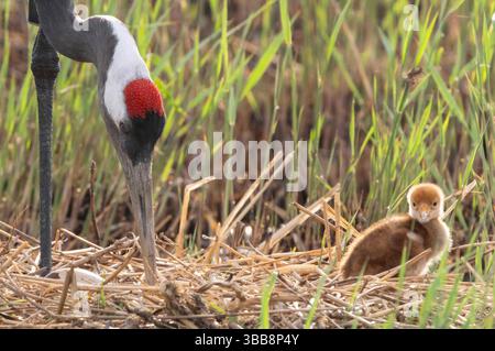 (250515) -- QIQIHAR, 15 mai 2025 (Xinhua) -- Un poussin de grue à couronne rouge est accompagné d'un oiseau adulte dans la réserve naturelle nationale de Zhalong à Qiqihar, dans la province du Heilongjiang, au nord-est de la Chine, le 14 mai 2025. Les grues à couronne rouge élevées en captivité dans la réserve naturelle nationale de Zhalong à Qiqihar sont récemment entrées dans leur saison de reproduction, avec de nombreux couples de grues accueillant de nouveaux descendants. Avec une superficie totale de 2 100 kilomètres carrés, la réserve est surnommée « la maison des grues à couronne rouge » en Chine, et sert de plus grand habitat de grues à couronne rouge au monde et de plus grand réensouillage de grues à couronne rouge élevées en captivité Banque D'Images
