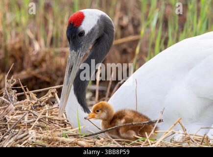 (250515) -- QIQIHAR, 15 mai 2025 (Xinhua) -- Un poussin de grue à couronne rouge est accompagné d'un oiseau adulte dans la réserve naturelle nationale de Zhalong à Qiqihar, dans la province du Heilongjiang, au nord-est de la Chine, le 14 mai 2025. Les grues à couronne rouge élevées en captivité dans la réserve naturelle nationale de Zhalong à Qiqihar sont récemment entrées dans leur saison de reproduction, avec de nombreux couples de grues accueillant de nouveaux descendants. Avec une superficie totale de 2 100 kilomètres carrés, la réserve est surnommée « la maison des grues à couronne rouge » en Chine, et sert de plus grand habitat de grues à couronne rouge au monde et de plus grand réensouillage de grues à couronne rouge élevées en captivité Banque D'Images