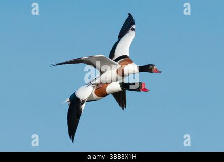 Arnside, Milnthorpe, Cumbria, Royaume-Uni. 15 mai 2025. Shelducks volant en formation très proche au-dessus de la mer à Arnside, Milnthorpe, Cumbria, UK crédit : John Eveson/Alamy Live News Banque D'Images