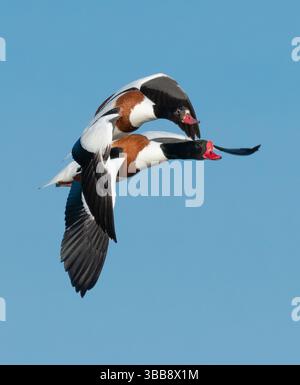 Arnside, Milnthorpe, Cumbria, Royaume-Uni. 15 mai 2025. Shelducks volant en formation très proche au-dessus de la mer à Arnside, Milnthorpe, Cumbria, UK crédit : John Eveson/Alamy Live News Banque D'Images