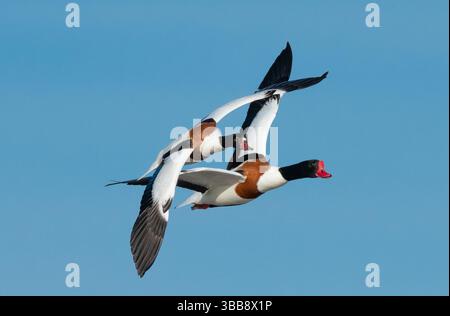 Arnside, Milnthorpe, Cumbria, Royaume-Uni. 15 mai 2025. Shelducks volant en formation très proche au-dessus de la mer à Arnside, Milnthorpe, Cumbria, UK crédit : John Eveson/Alamy Live News Banque D'Images