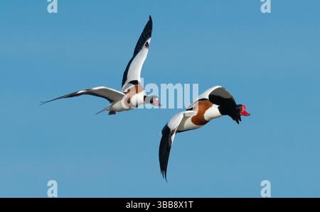 Arnside, Milnthorpe, Cumbria, Royaume-Uni. 15 mai 2025. Shelducks volant en formation très proche au-dessus de la mer à Arnside, Milnthorpe, Cumbria, UK crédit : John Eveson/Alamy Live News Banque D'Images