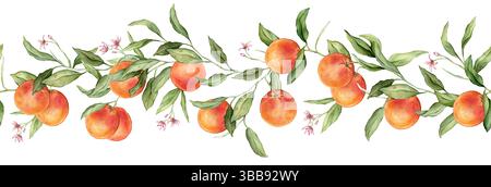 Bordure horizontale sans couture ou bannière pamplemousse tropical avec des fleurs roses. Illustration d'aquarelle dessinée à la main sur fond isolé blanc. Agrumes Banque D'Images