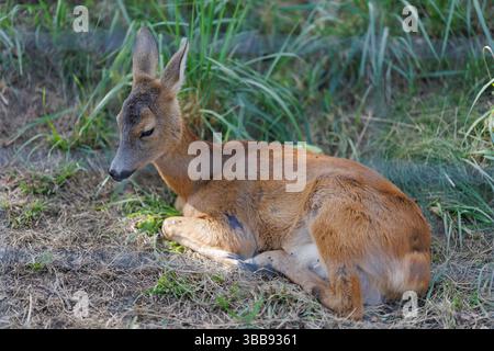 Un cerf et des faons dans un enclos dans un parc zoologique-paysager un jour d'été Banque D'Images