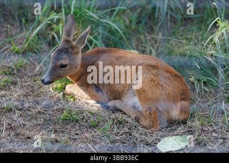 Un cerf et des faons dans un enclos dans un parc zoologique-paysager un jour d'été Banque D'Images