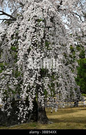Cerisier blanc sakura en fleurs à la saison de printemps Hanami dans le château de Nijo-JO, Kyoto, Japon. Banque D'Images
