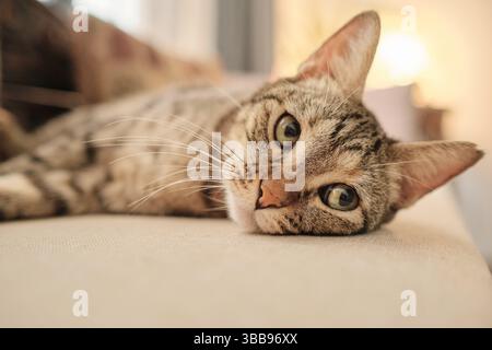Gros plan d'un chat tabby gris endormi allongé sur le rebord d'une fenêtre dans la douce lumière du matin. Banque D'Images