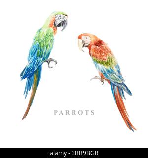 Perroquets d'aras, bleu et rouge. Oiseaux exotiques assis. Illustration d'aquarelle dessinée à la main isolée sur blanc. Cartes postales, invitations, élément de conception de Banque D'Images