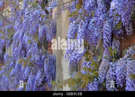 blue wisteria sinensis prolific, norfolk, angleterre Banque D'Images